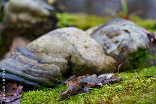 Stones and leaves on green moss during a cloudy day in the forest
