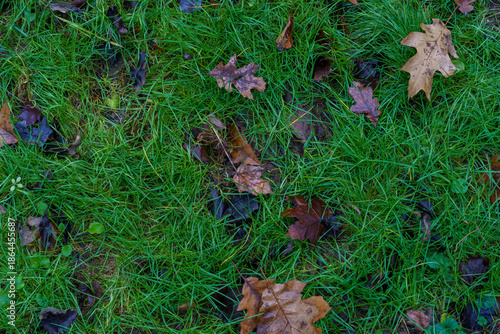 Leaves of different colors scattered on green grass in a park during early autumn