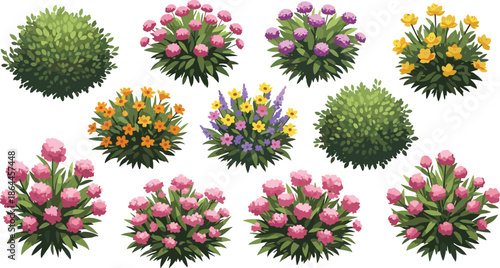Vector collection of various garden bushes and flowering shrubs with pink yellow and purple blossoms isolated on a white background.