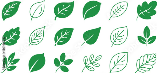Collection of Botanical Leaf Illustrations, vector, illustration