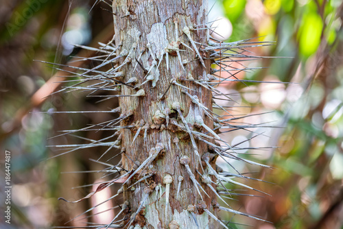 Obraz na płótnie Rattan Palm, genus Calamus, Kinabatangan River, Sabah, Borneo, Malaysia