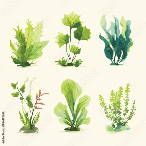 Create a vector graphic of various aquatic plant vector illustration