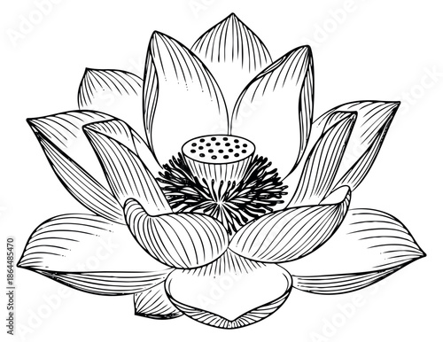 Hand drawn line art illustration of a lotus flower depicting its serene beauty for meditation and wellness