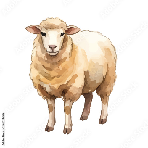 Watercolor-style sheep illustration／羊