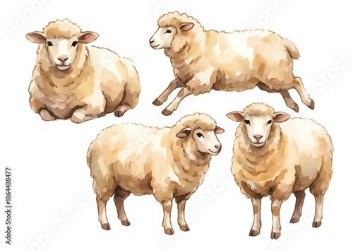 Watercolor-style sheep illustration／羊