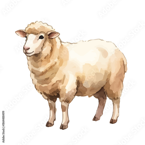 Watercolor-style sheep illustration／羊