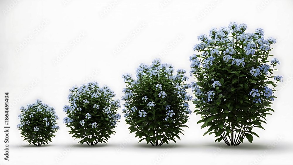 Fototapeta premium Four blue flowering bushes in increasing size on white background plant growth