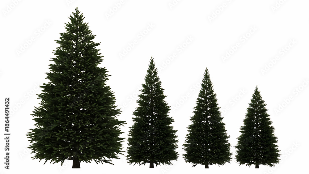 Obraz premium Four dark green evergreen trees of varying sizes on white background pine spruce