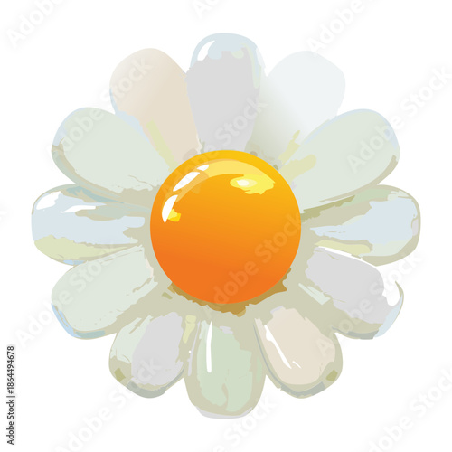 white daisy flower with bright yellow center for spring season floral decoration and natural beauty botanical illustration design element