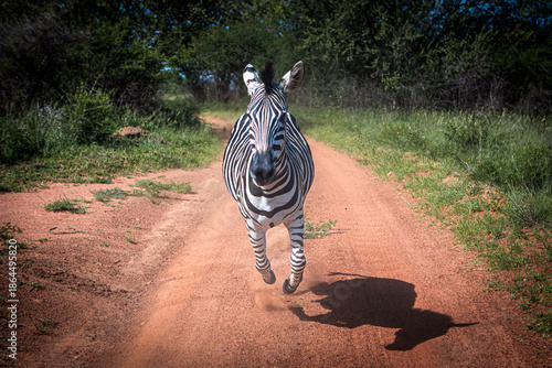 Running Zebra