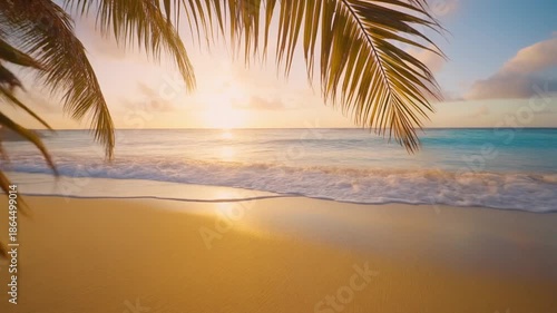 palm tree on the beach