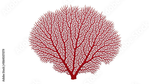 Red coral tree illustration isolated on transparent background
