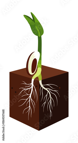 A young plant sprouts from a seed with visible roots growing in fertile soil, symbolizing growth and new beginnings.