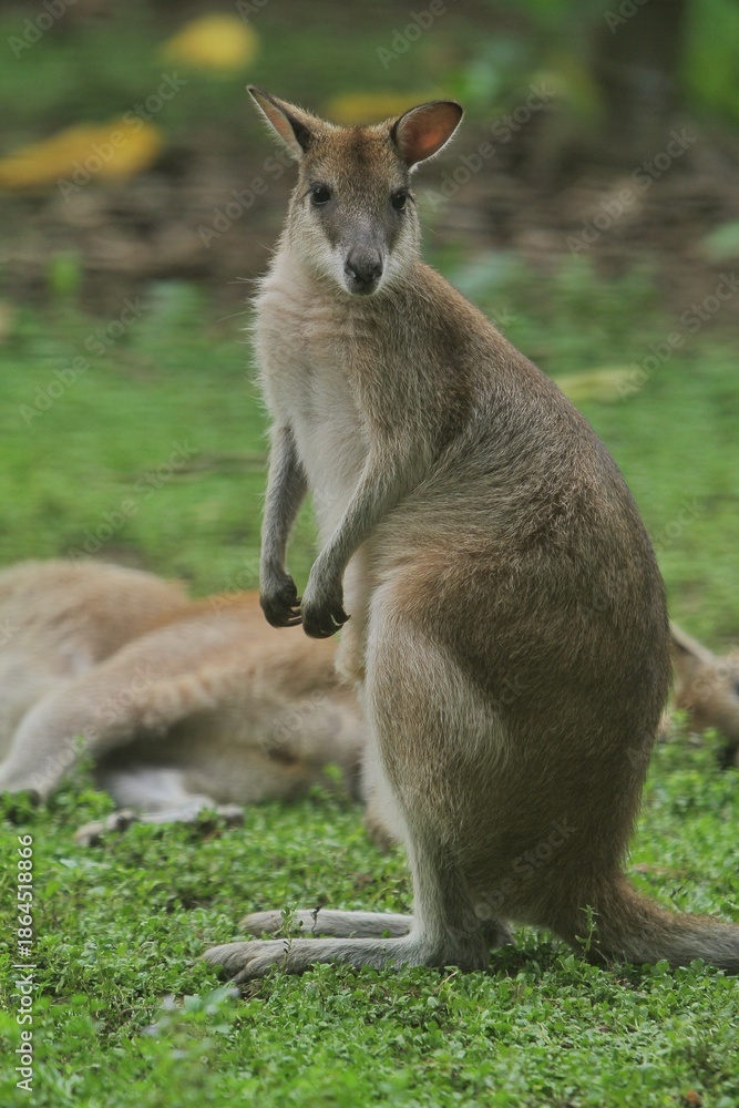 Fototapeta premium An agile wallaby is sitting on the grass looking at the camera