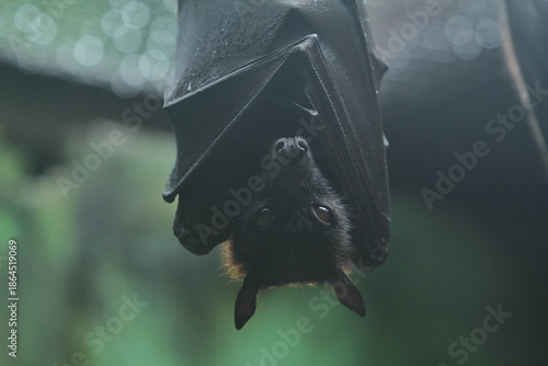 portrait of a hanging pteropus vampyrus
