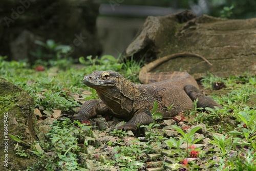 a komodo dragon wandering in the grass in the morning