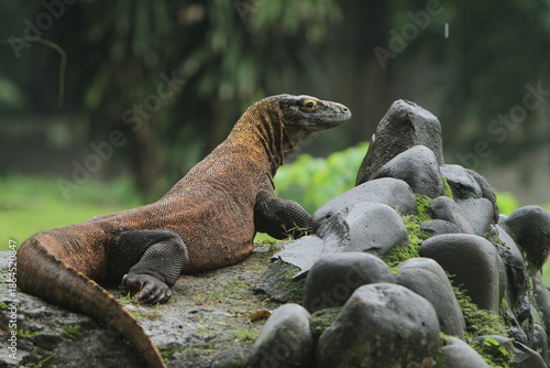 a komodo dragon wandering on the rocks while looking around