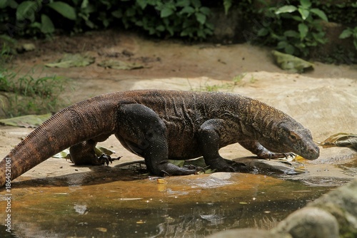 A Komodo dragon wanders around the edge of the pool while looking around