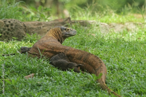 a komodo dragon wandering in the grass while looking around