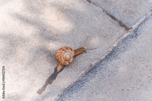 Schilderij op canvas Cute tiny snail with shell on the path