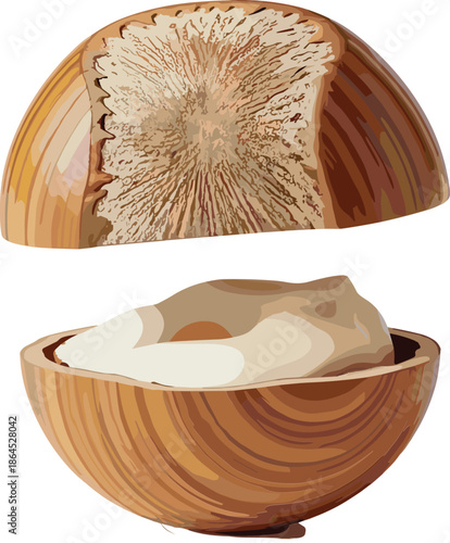 Realistic vector illustration of a cracked hazelnut shell split in two halves showing a delicious white creamy praline filling