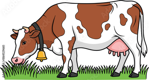 Dairy cow grazing in green grass field with traditional cowbell brown and white spotted cattle vector illustration isolated