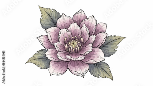 Beautiful Pink Lotus Flower Illustration with Green Leaves.