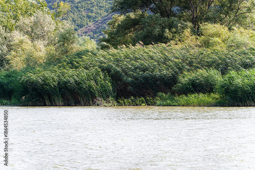 Aquatic plants on the bank of river