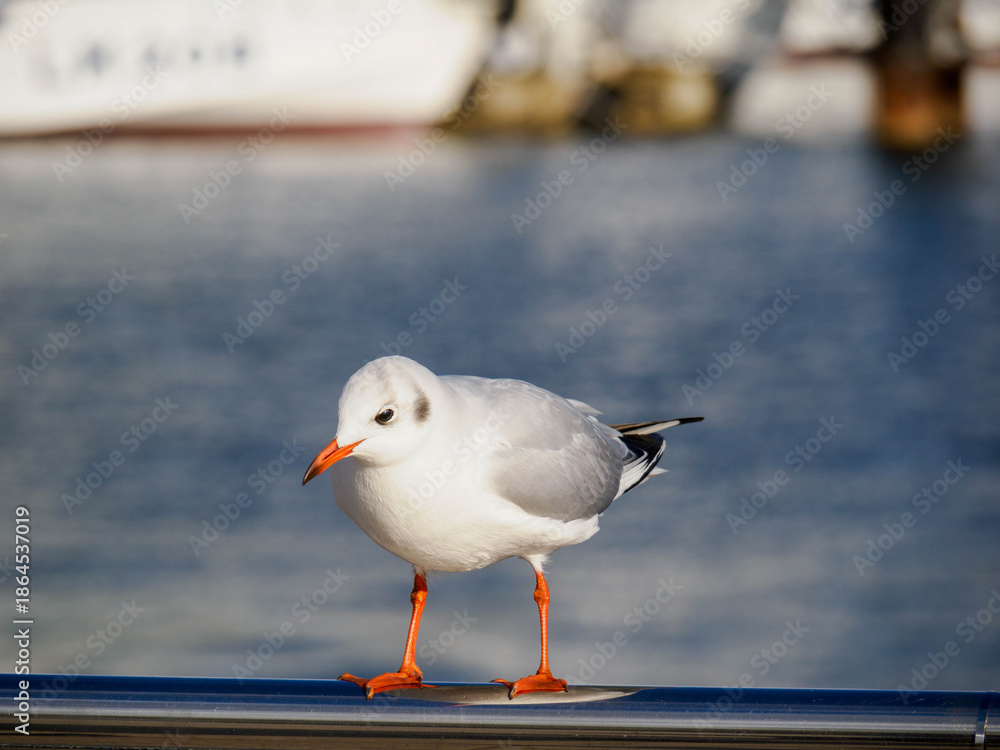 Obraz premium 冬の神戸メリケンパークに集まるかもめ