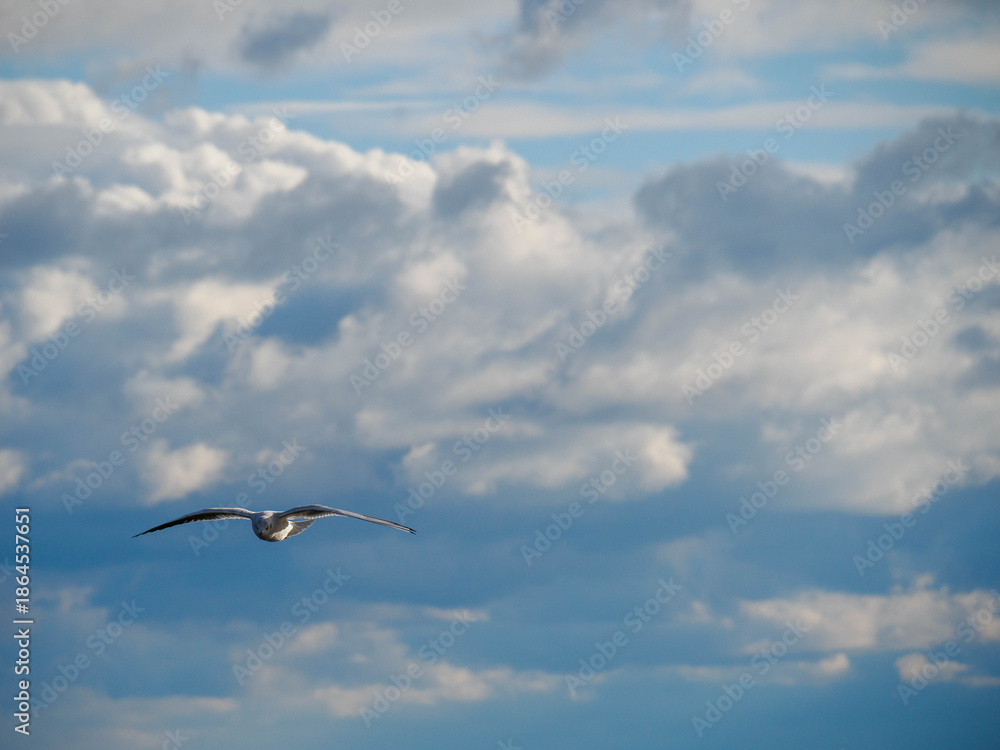 Obraz premium 冬の神戸メリケンパークに集まるかもめ