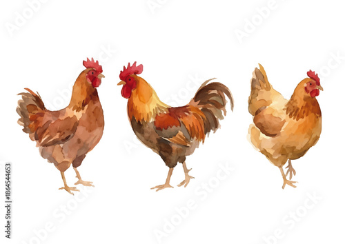 Watercolor-style chicken illustration／鶏