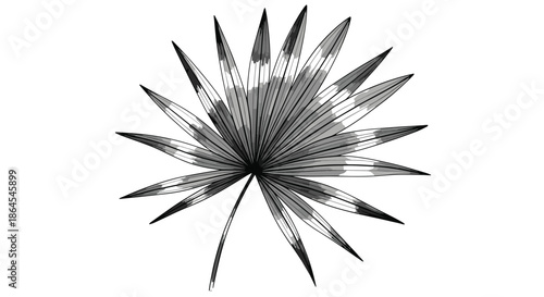 Monochromatic watercolor illustration of a tropical fan palm leaf, showing elegant gray and black tones on a white background.