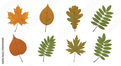 Collection of eight different autumn leaves, including maple and oak, illustrated with a subtle texture in fall colors.