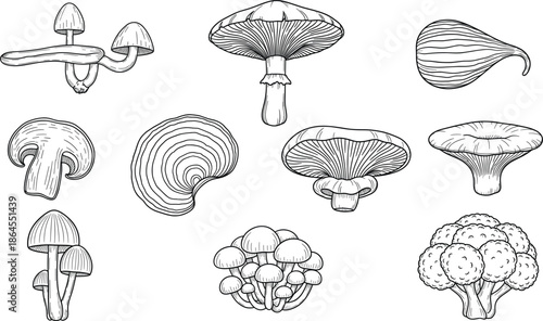 Hand drawn mushroom outline vector set featuring various fungi species for vintage botanical illustration design
