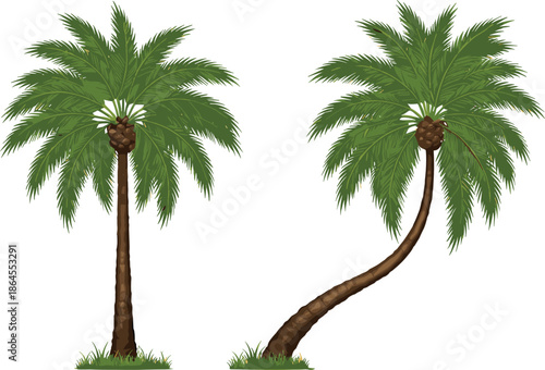 Realistic palm tree vector illustrations set featuring straight and curved trunks isolated on white tropical design