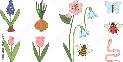 Spring garden flowers and insects vector illustration set with tulips butterfly bee ladybug and worm