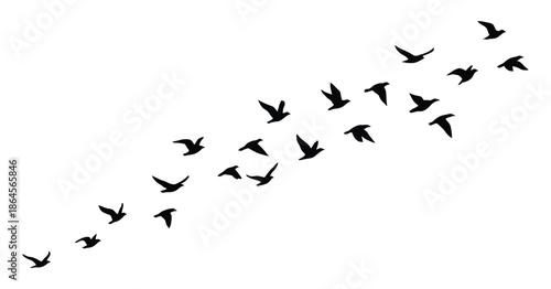 Dynamic Flock of Bird Silhouettes in Flight Against Transparent Background