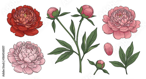 Set of pink and red peony flowers in different blooming stages from tight buds to full blossoms with green leaves.