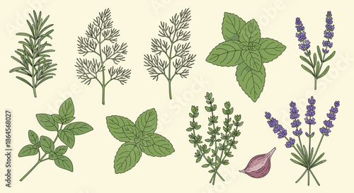 Selection of fresh culinary and medicinal herbs including rosemary, mint, and thyme shown as colorful hand drawn vintage style sketches.