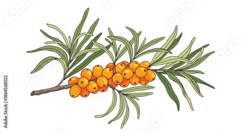 Branch of ripe orange sea buckthorn berries surrounded by long narrow green leaves depicted in a colorful sketch style.