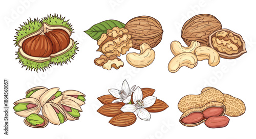 Selection of various healthy nuts including walnuts, almonds, pistachios, peanuts, cashews, and chestnuts in shells and peeled segments.