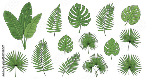 Large collection of various tropical green leaves including palm fronds, monstera, and fern leaves, hand drawn sketches on white.