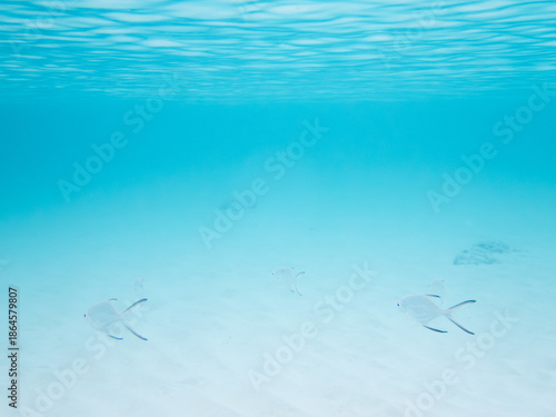 波照間島の海中風景とコバンアジ