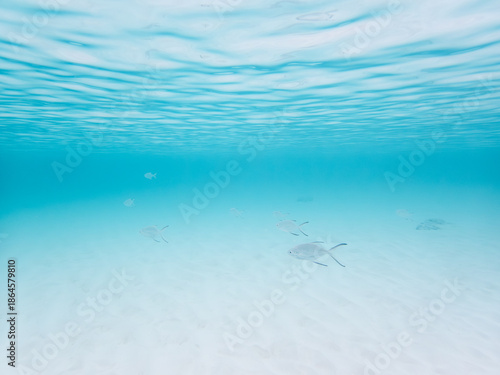 波照間島の海中風景とコバンアジ