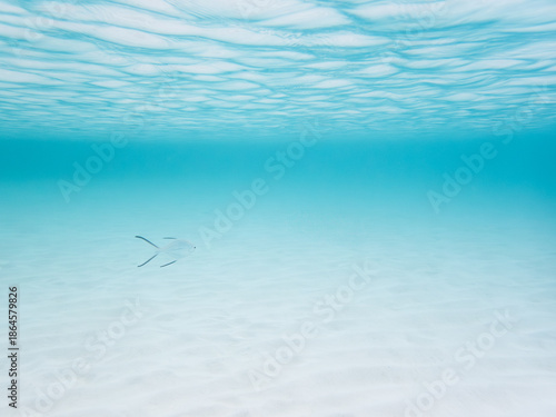 波照間島の海中風景とコバンアジ