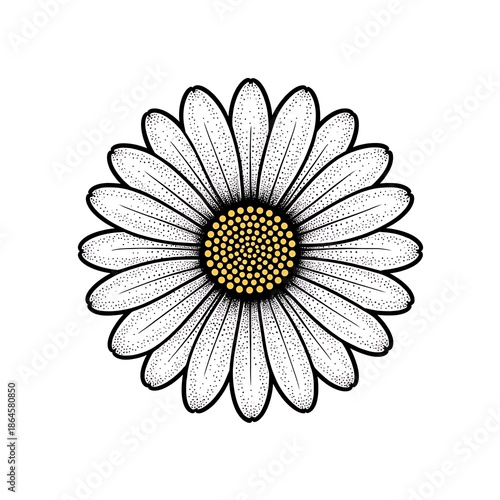 Minimalist Daisy Flower Line Art Illustration