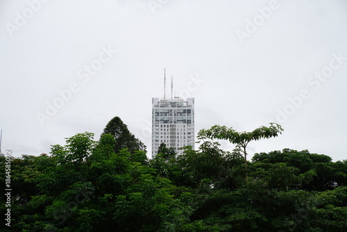 The tree that towers high into the sky is very beautiful, suitable for a background