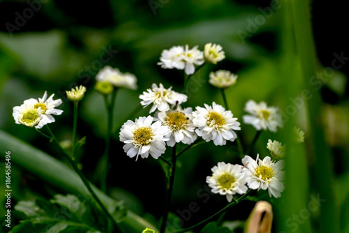 small white chrysanthemums in the garden