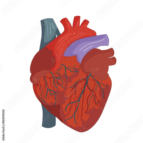 human heart anatomy vector illustration in flat style
