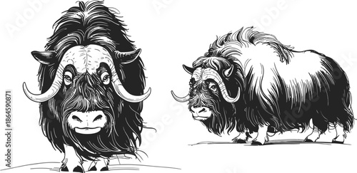 Majestic bison illustrations in black and white